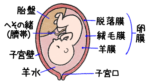胎盤の仕組み